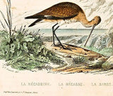 D'Orbigny's Birds - "LA BECASSINE & LA BARGE" - Hand Col Eng - 1867