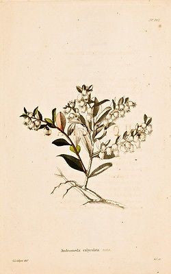 Loddiges Flower - Hand Colored Eng. - 1818 - ANDROMEDA CALYCULATA