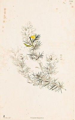 Loddiges Flower - Hand Colored Engraving - 1818 - GEUISTA HISPANICA