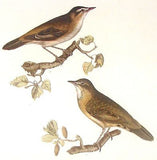 By P.J. Selby  British Ornithology  WREN & WARBLERS Hand Colored Engraving 1821
