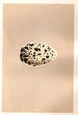 Morris's Hand Colored Bird Eggs - 1889 - RAZOR BILL