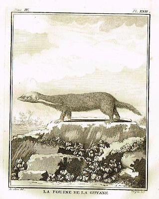 De Seve's Animals - "LA FOUINE DE LA GUYANE" - Copper Engraving - 1760