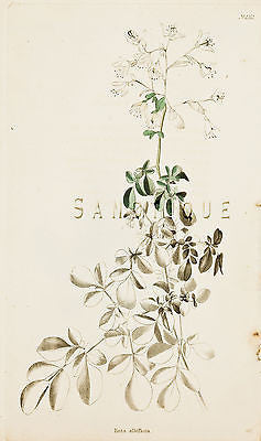 Loddiges Flower - "RUTA ALBIFLORA" - Hand Colored Engraving - 1818