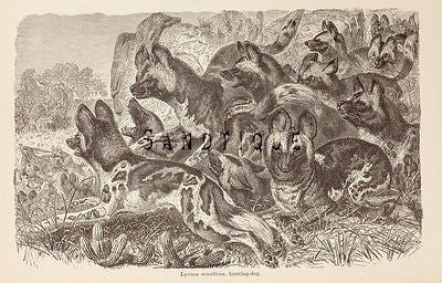 Wood's "ANIMATED CREATION" - Lithograph  -1885- HUNTING DOG