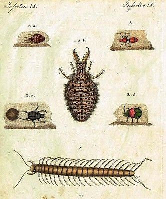 Bertuch's  Hand-Colored Engraving. -1798- SIX SCAREY INSECTS