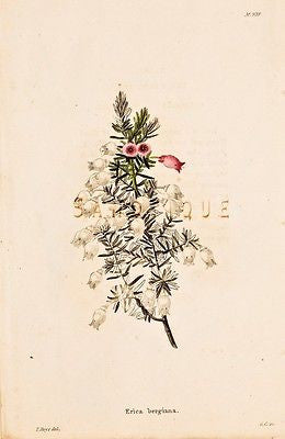 Loddiges Flower - Hand Colored Engraving - 1818 - ERICA BERGIANA
