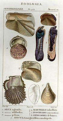 Batelli's Hand-Colored Engraved Seashells  -1830 - ARCA