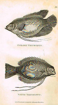 Shaw's Zoology - "GORAMY TRICHOPUS" - Copper Engraving - 1803