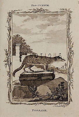 Buffon's "Natual History" - "FOSSANE" - Copper Engraving - 1785