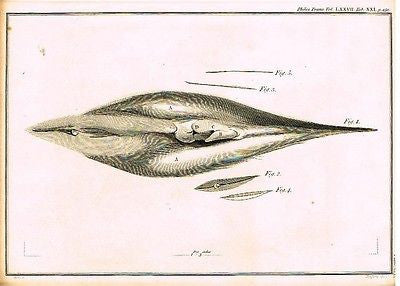 PIKED WHALE SEX PARTS from  Palmer's "Works of John Hunter"-1837