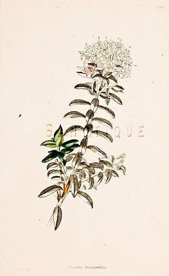 Loddiges Flower - Hand Colored Engraving - 1818 - PIMELEA DIOSMAEFOLIA