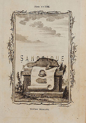 Buffon's "Natual History" - "YOUNG MONATI" - Copper Engraving - 1785