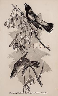 Birds  - "ORCHARD ORIOLE" from REPORT OF MASS. BOARD OF AG. - 1863
