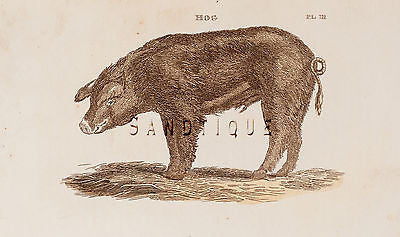 Brightly's World View - "HOG" - 1807 - Copper Engraving