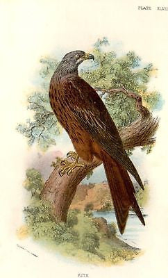 Sharpe's Birds of Britain - Chromo - 1896 - KITE
