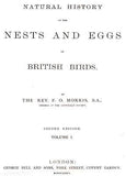 Morris's Hand Colored Bird Eggs - 1889 - BEWICK'S SWAN