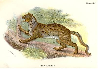 Lloyd's Animal Chromolithograph - 1896 - MARBLED CAT