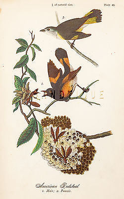 Warren's "Birds of Pennsylvania" - "AMERICAN REDSTART" - Chromo -1888