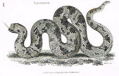 Shaw's  Zoology" - "LACHESIS" - Copper Engraving - 1803