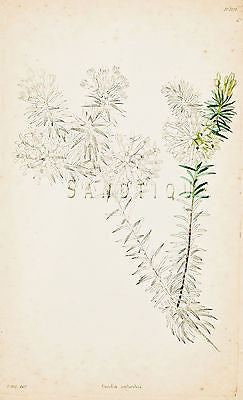 Loddiges Flower - "GNIDIA IMBERBIS" - Hand Colored Engraving - 1818