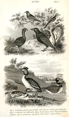 "Animated Nature" by Goldsmith -1838- BIRDS - GREBE - Sandtique-Rare-Prints and Maps