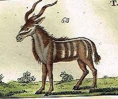 Wilhelm's - Hand Colored Engraving -1809- FIVE HORNED GAZELLES