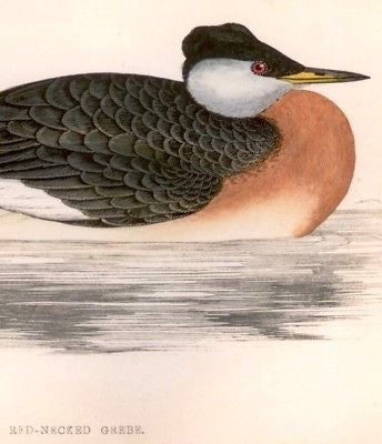 Morris's Hand Colored Bird Engraving - 1865 - RED-NECKED GREBE
