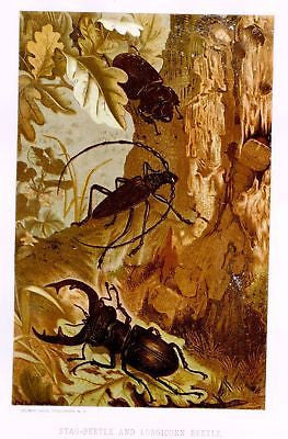 Prang's Insects - Chromolithograph - 1898 - STAG BEETLE
