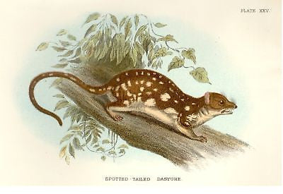 Lloyd's Chromolithograph  -1896 - SPOTTED TAILED DASYURE