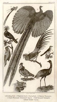 Bingley's Animals - 1820 - PHEASANT, TRUMETER & PIGEON