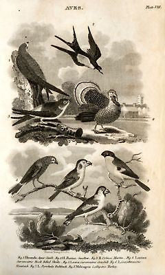 "Animated Nature" by Goldsmith -1838- BIRDS - TURKEY - Sandtique-Rare-Prints and Maps