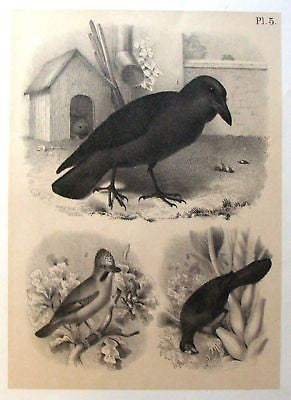 Studer's Birds -1878 - RAVEN, JAY & BANANA EATER - Tinted Litho