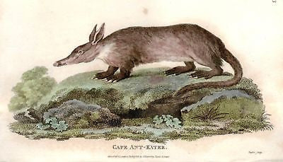 Shaw's General Zoology - Hand-Colored - 1800 - ANT EATER