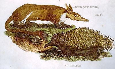 Shaw's General Zoology - 1800 - CAPE ANT-EATER - Hand-Colored