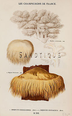 Antique Mushroom Print