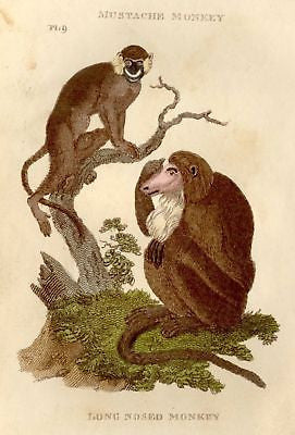 Shaw's General Zoology - 1800 - LONG-NOSED MONKEY