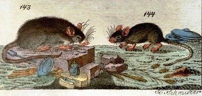 Wilhelm's- Hand Colored Engraving -1809- SIX VARIOUS MICE