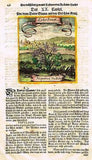 Valentini's Herbs - "LEBERKRAUT -  HEPATICA" - MERIAN - H/C Eng - 1712