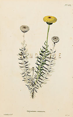 Loddiges Flower - "CHRYSOCOMA COMAUREA" - Hand Col. Engraving - 1818