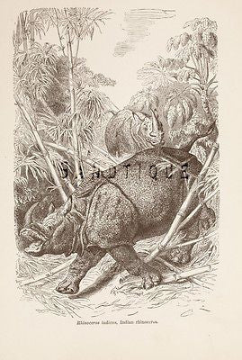 Wood's "ANIMATED CREATION" - Litho -1885- INDIAN RHINOCEROUS