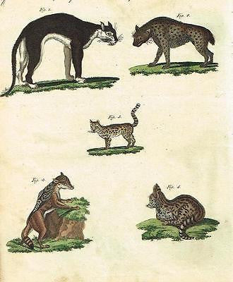 Bertuch's "Bilderbuch" Hand-Colored Engraving. -1798- KINDS OF CATS