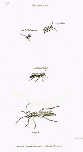 Shaw's General Zoology - INSECTS - "NECYDALIS - COERULEA" - Copper Engraving - 1805
