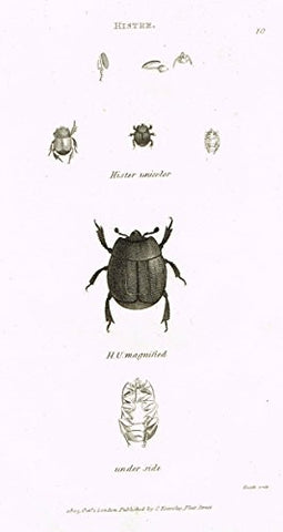 Shaw's General Zoology - INSECTS - "HISTER" - Copper Engraving - 1805