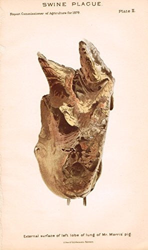 D.O.A. Report - "SWINE PLAGUE - External Surface of Pig Lung" - Lithograph - 1879