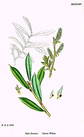 Sowerby's English Botany - "DONIAN WILLOW" - Hand-Colored Litho - 1873