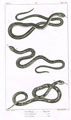 De Lacepede's L'histoire Naturelle - LE BOIGA SNAKE - Copper Engraving - 1825