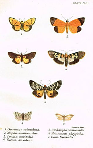 Kirby's Butterfies & Moths - "CHRYSAUGE - Plate CLII" - Chromolithogrpah - 1896