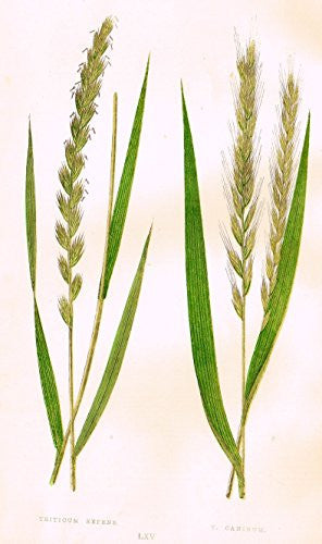 WILD GRASSES by Edward Lowe - "TRITICUM REPENS" - Chromolithograph - 1871