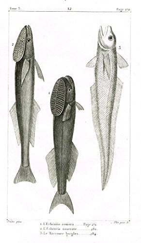 De Lacepede's L'histoire Naturelle - L'ECHENEIS REMORA Fish - Copper Engraving - 1825