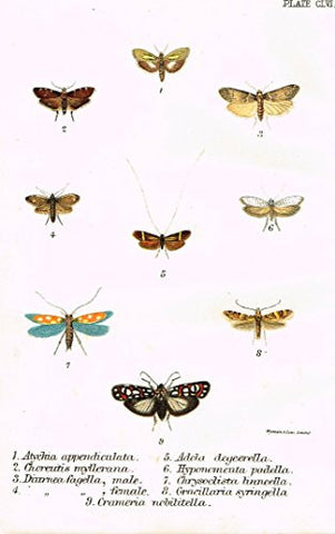 Kirby's Butterfies & Moths - "ATYCHIA - Plate CLVI" - Chromolithogrpah - 1896